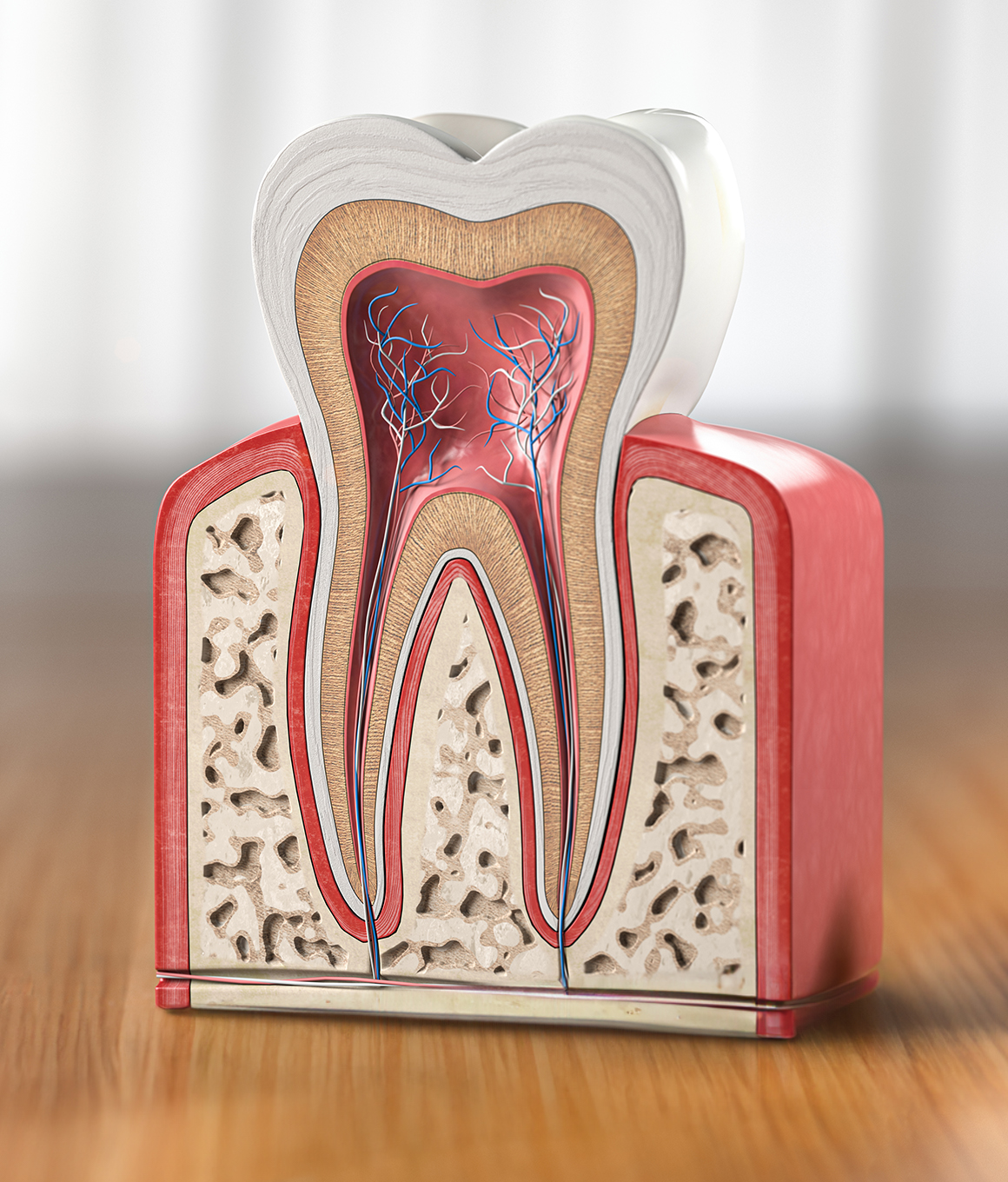 Model of tooth showing the nerves and root canals inside of it