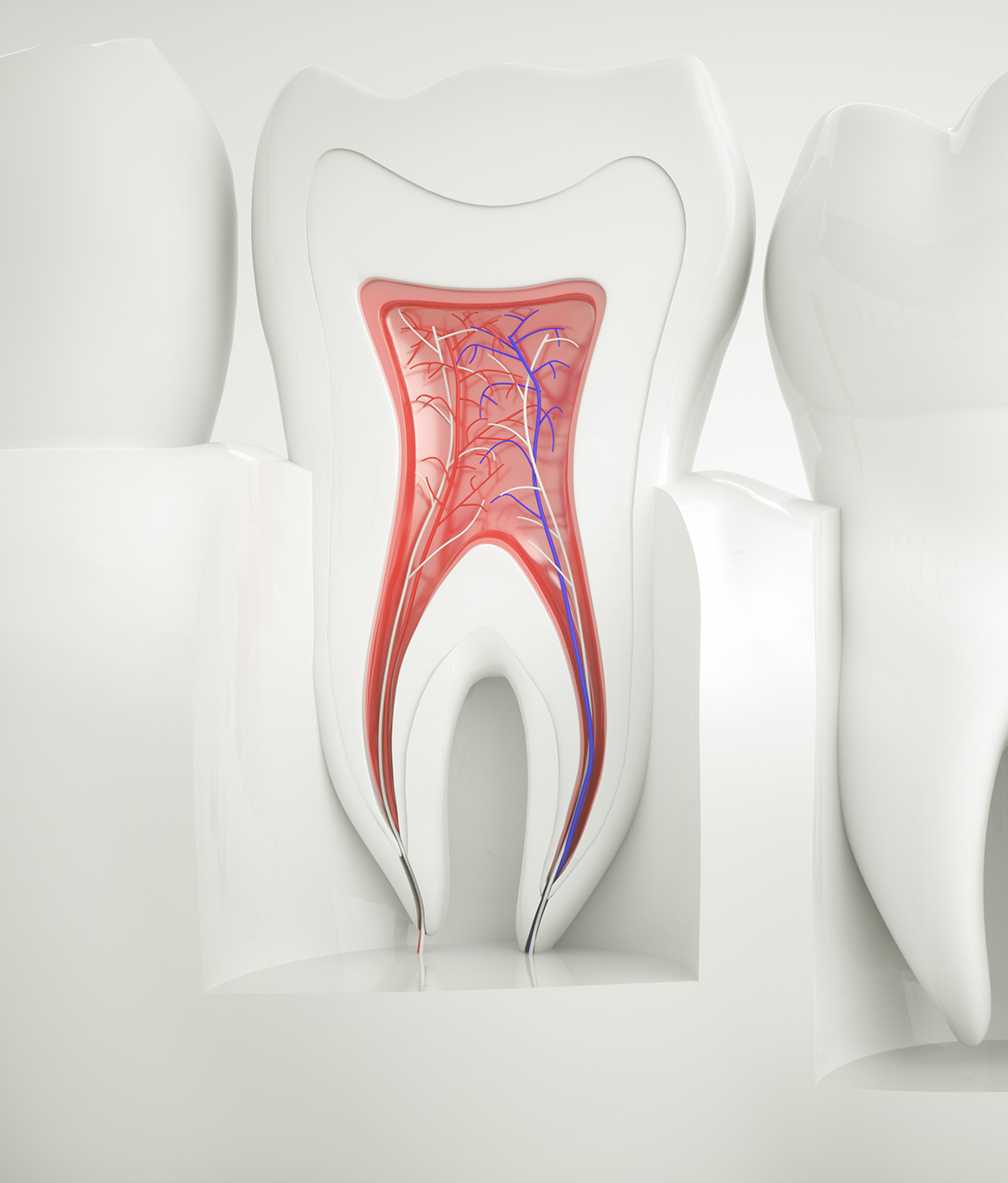 Illustrated model of the layers of the tooth